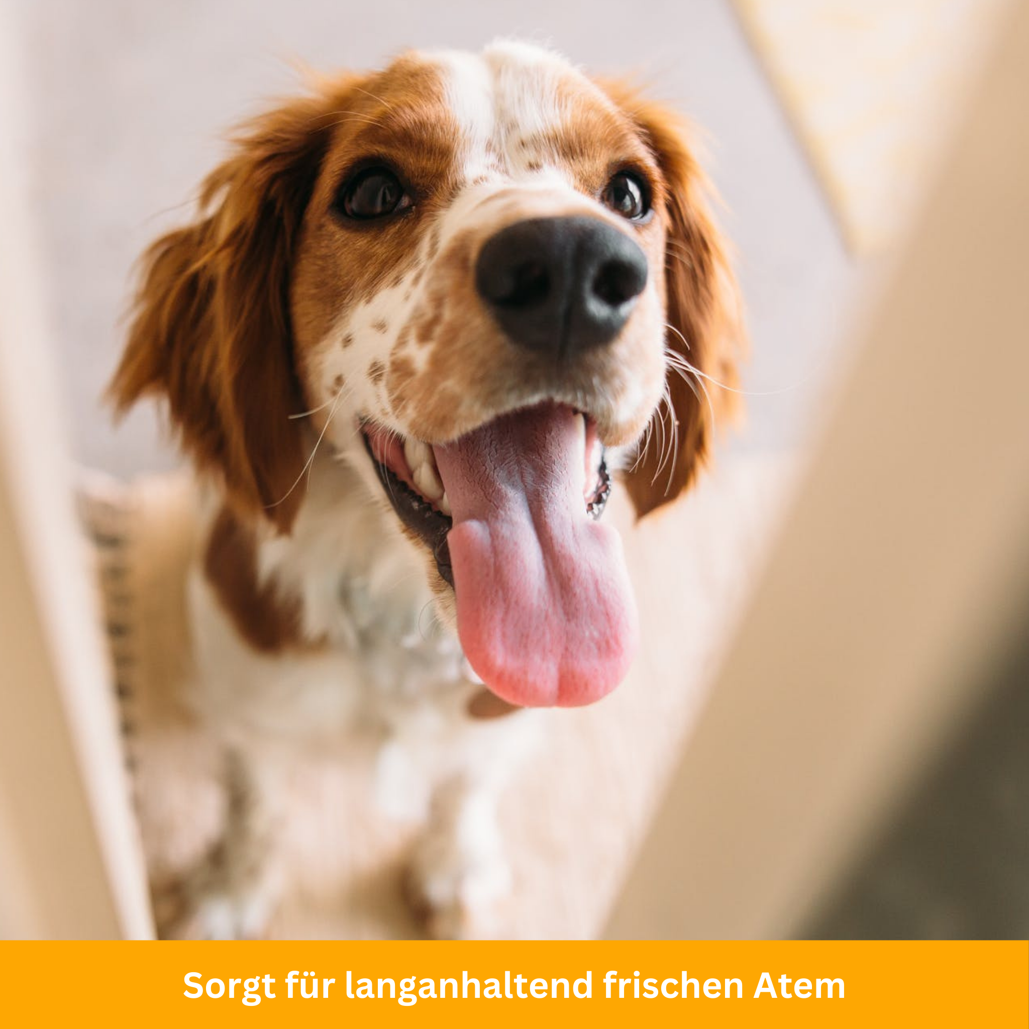 Zahnpflege-Stift für Haustiere