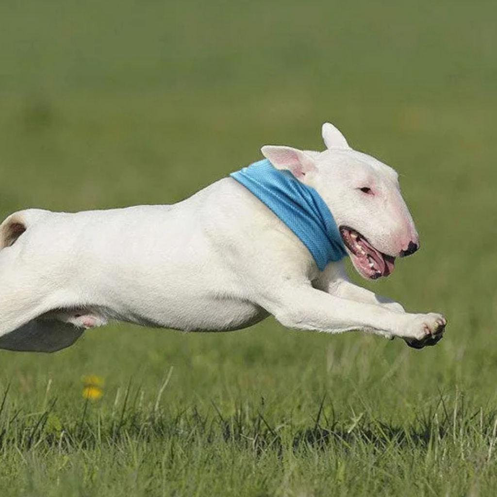 Cooling Collar Cool Comfort