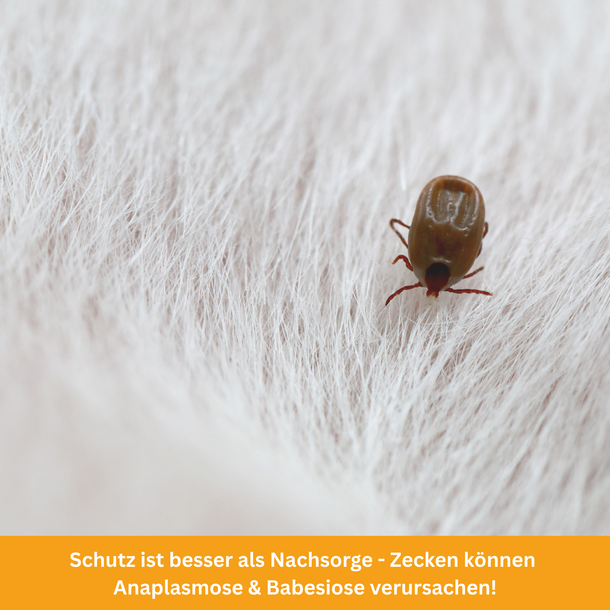 Keine Chance für Parasiten! Der ultimative Ratgeber für Katzenhalter