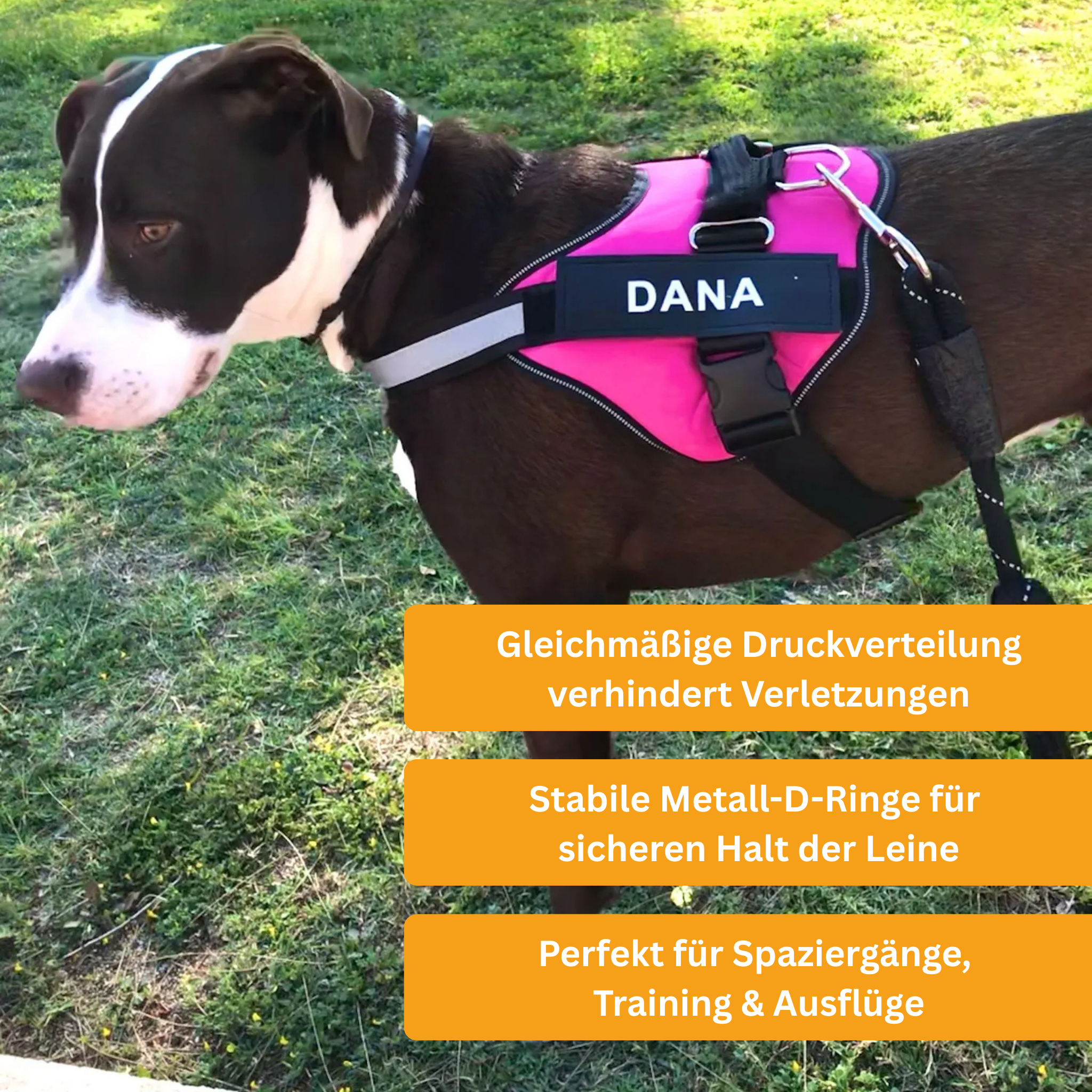 Personalized No-Pull Dog Harness