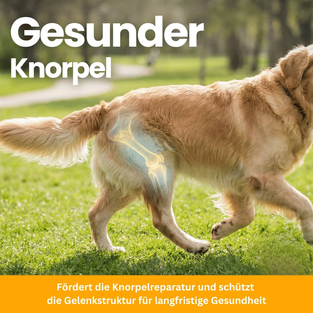 Hip & Joint Soft Chews for Dogs