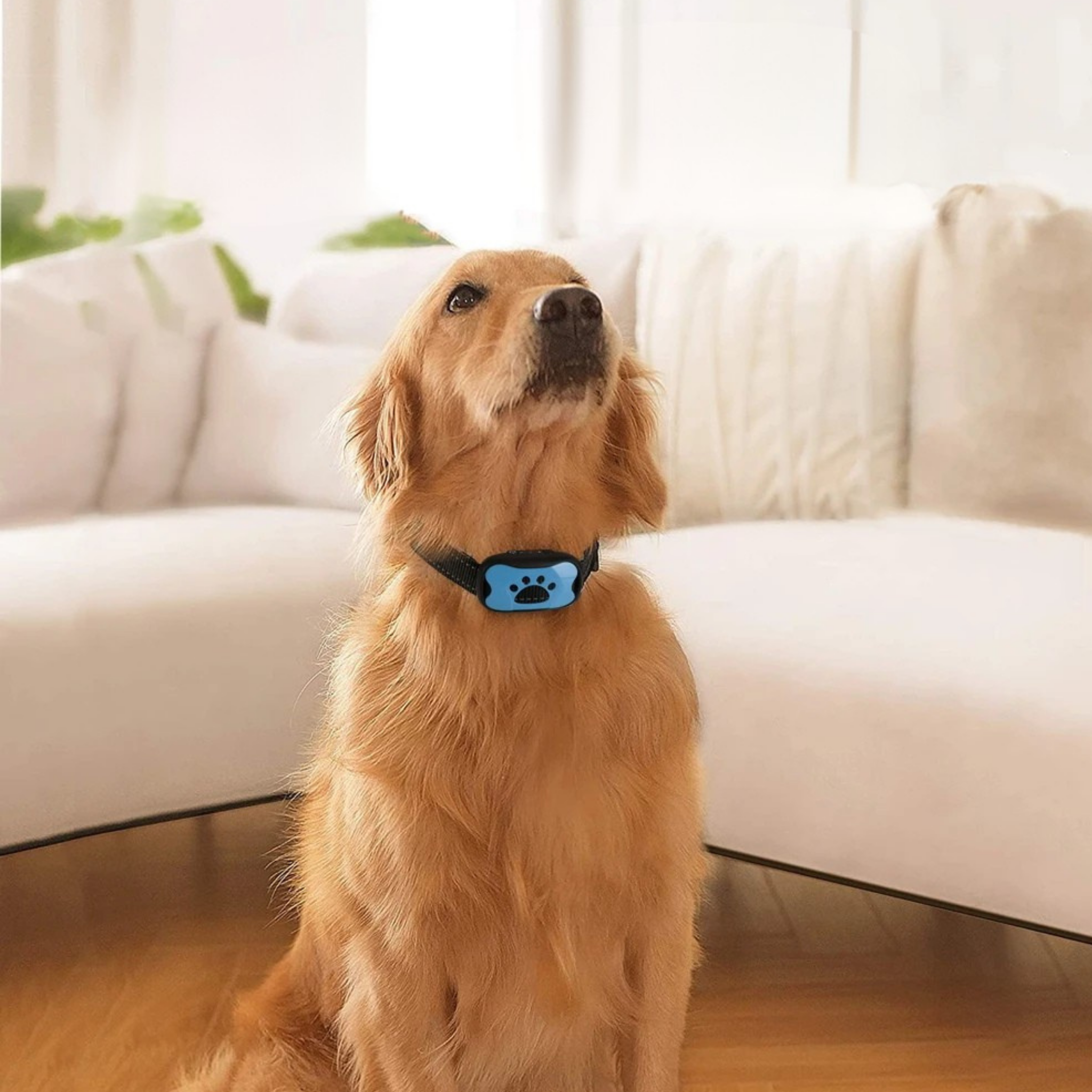 Bellen mit Maß: Dein Leitfaden für einen ruhigeren Hund