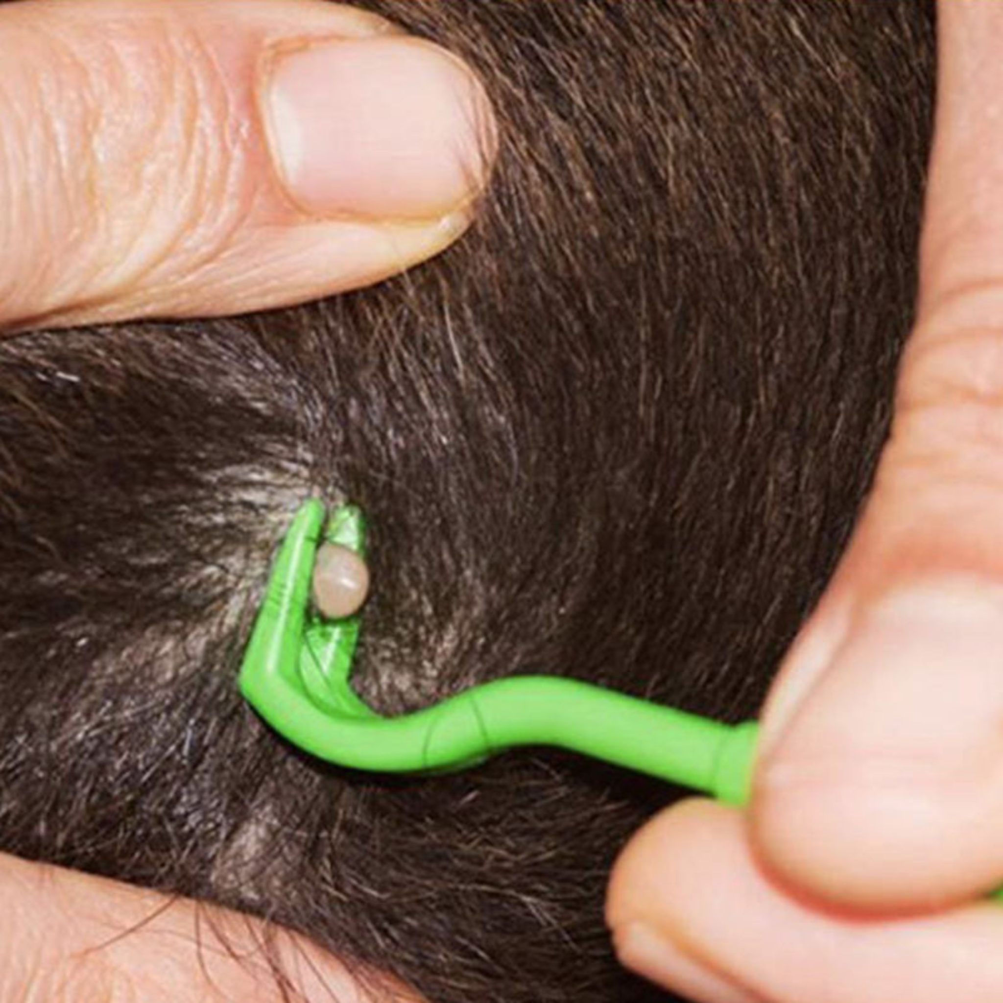 Praktische Zeckenzange (3er Set)