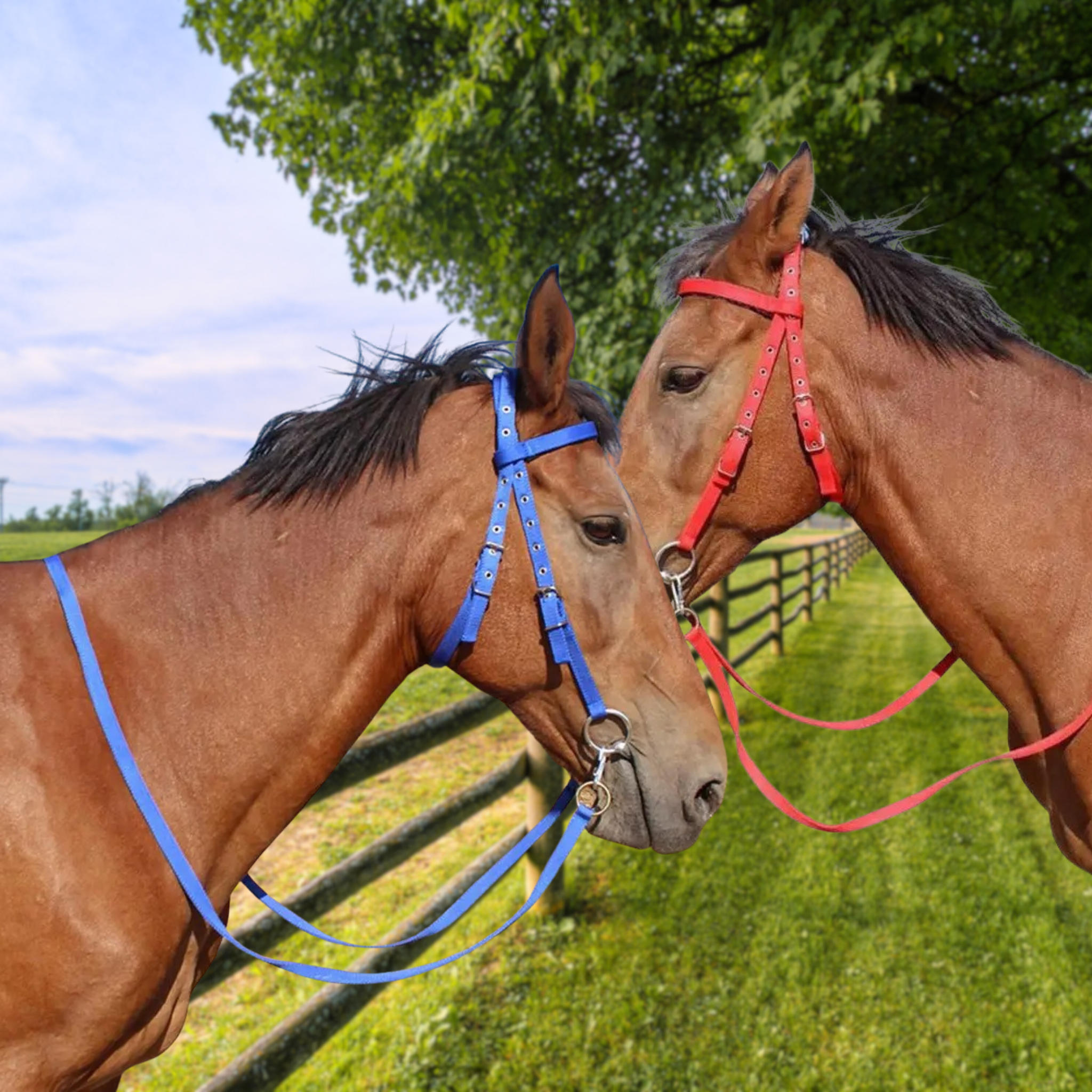 SoftLead – Padded Comfort Halter for Horses