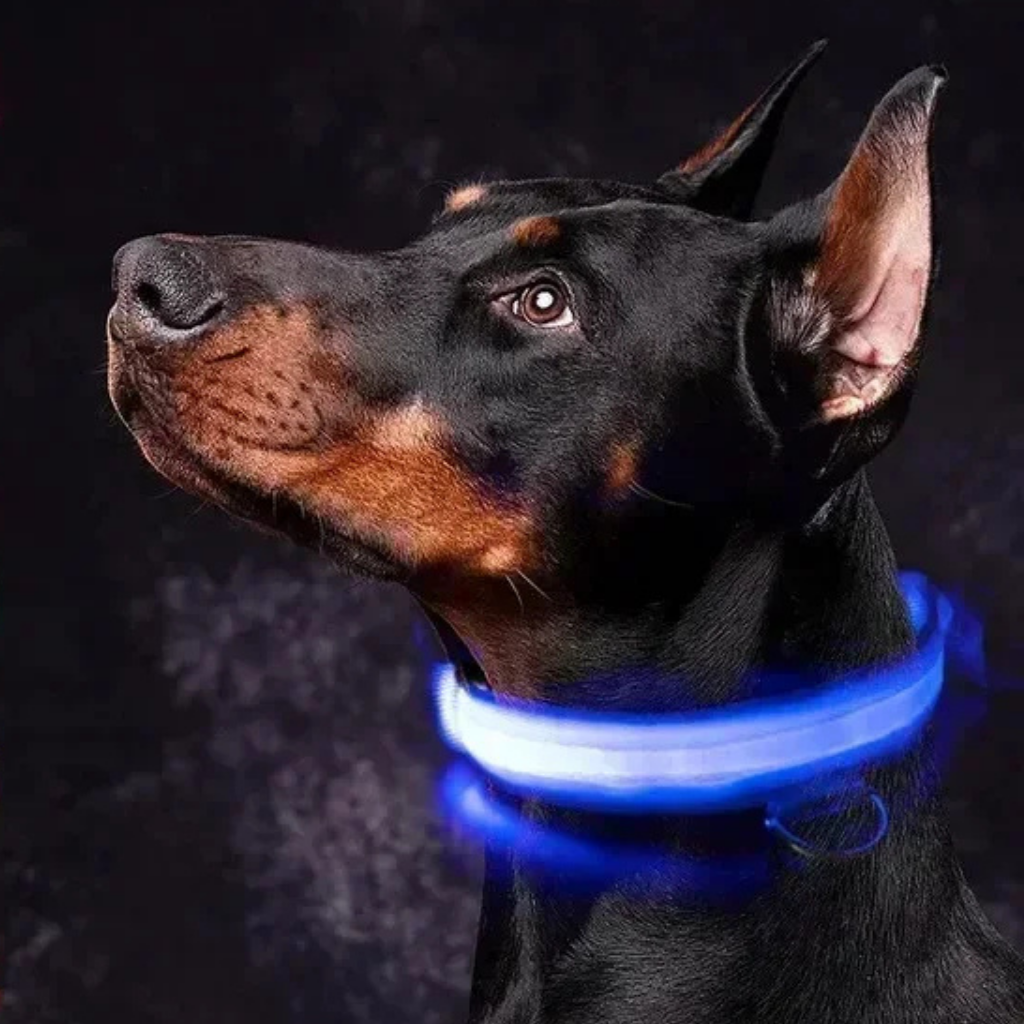 LED Light-Up Dog Collar [Double Offer]