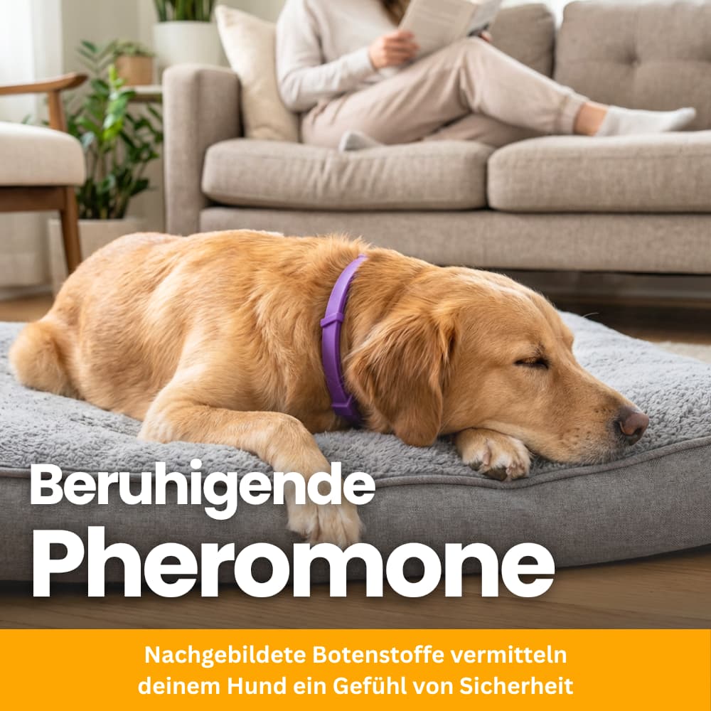 Tierfreundliches Anti-Stress Halsband für Hunde